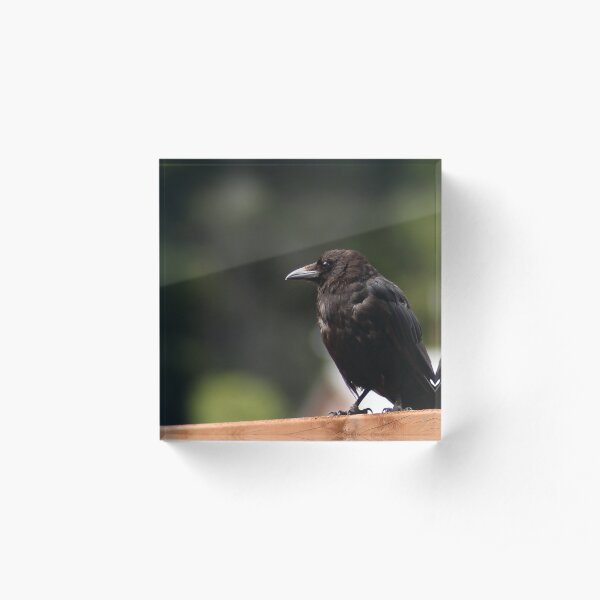 Black Bird North Acrylic Block