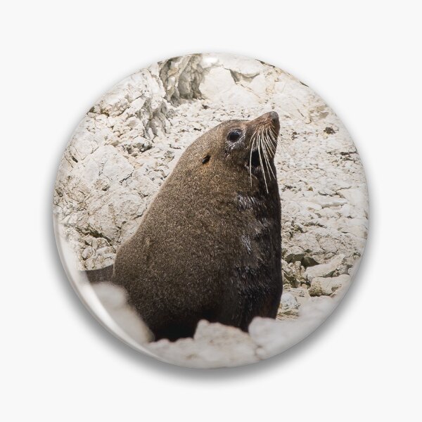 Item preview, New Zealand Fur Seal Basking On A Rock In Kaikoura designed and sold by marie-inks.
