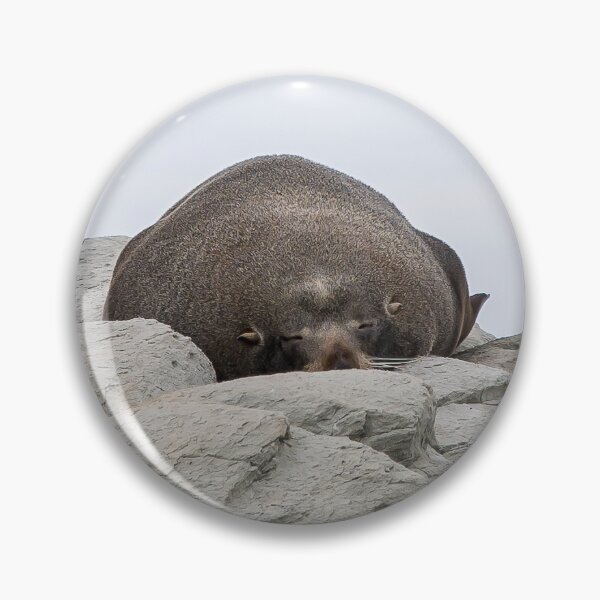 Item preview, New Zealand Fur Seal Basking On A Rock In Kaikoura designed and sold by marie-inks.