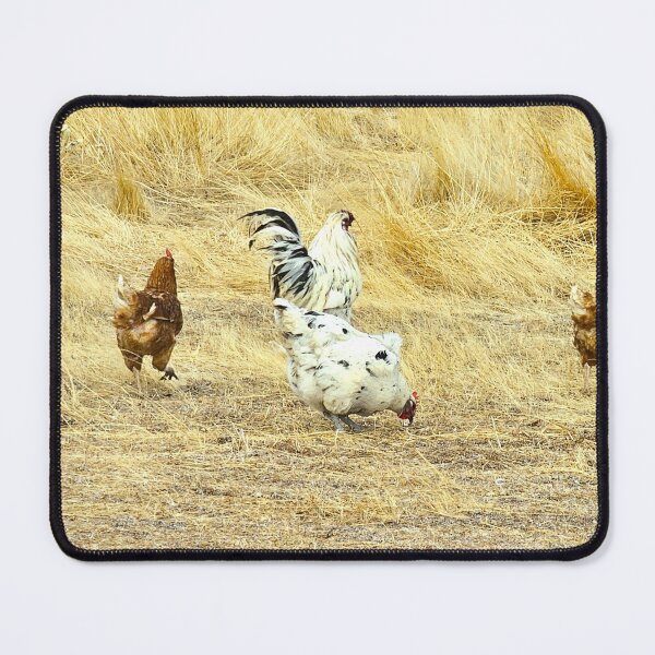 Item preview, Chooks designed and sold by carole hirst.