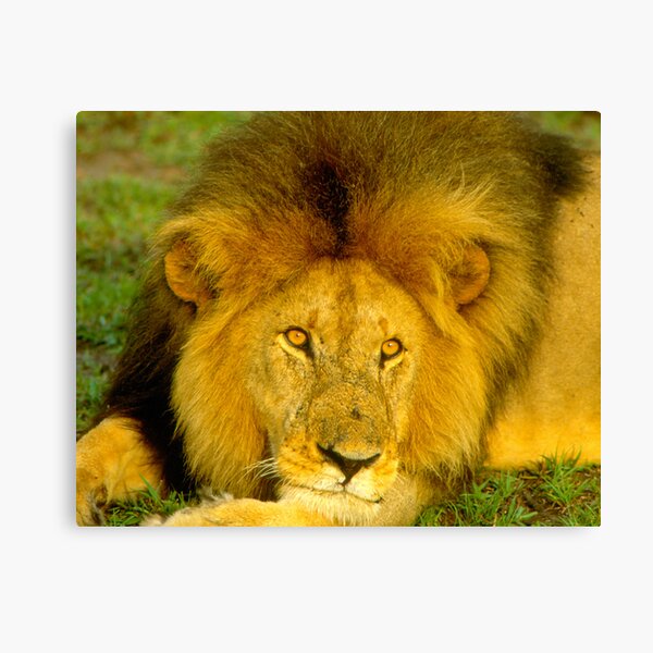Simba of the Mara Canvas Print