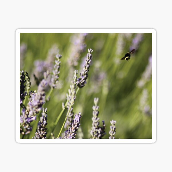 Lavender Bumble Sticker