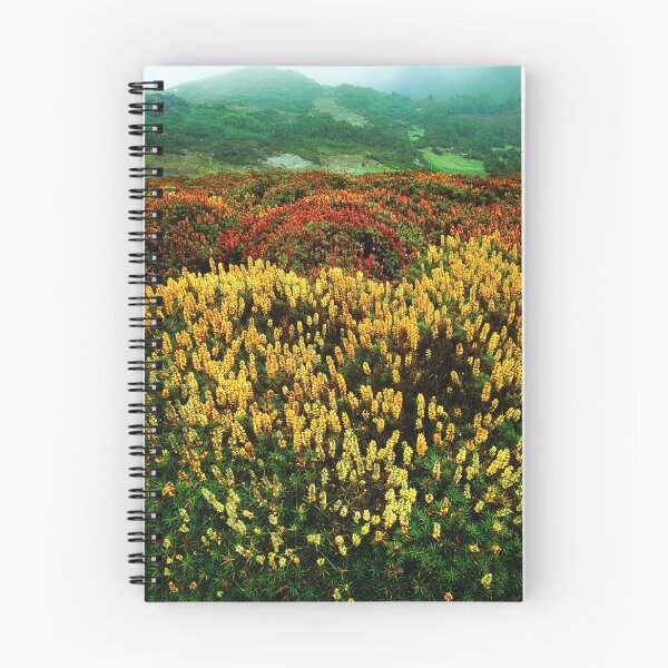 Item preview, Flowering scoparia, Mount Ossa designed and sold by Kevin McGennan.