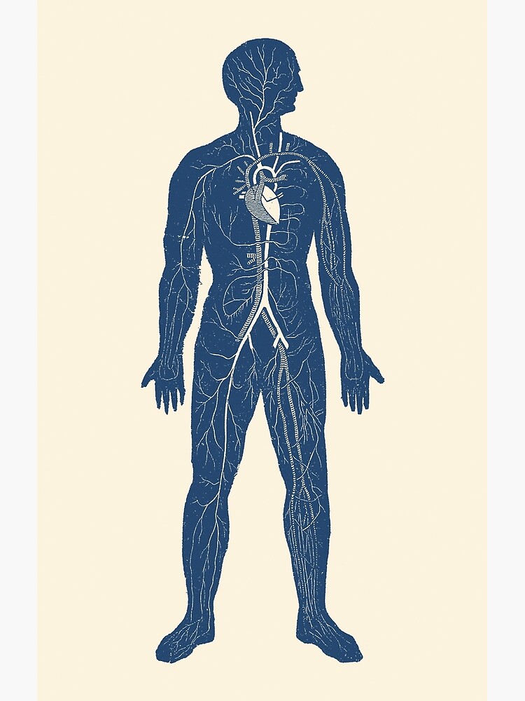 human venous system anatomy