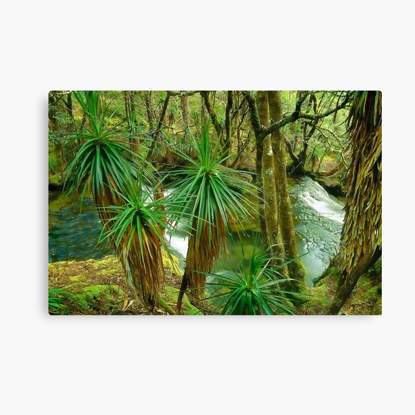 Pine Valley, Tasmania Canvas Print
