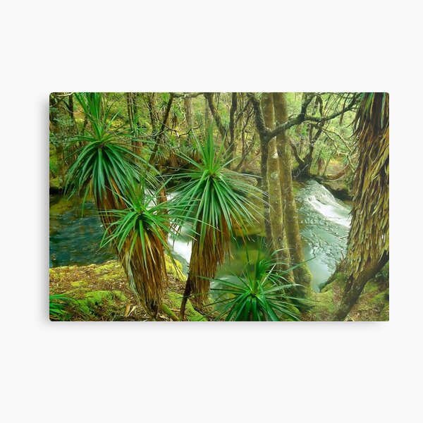 Pine Valley, Tasmania Metal Print