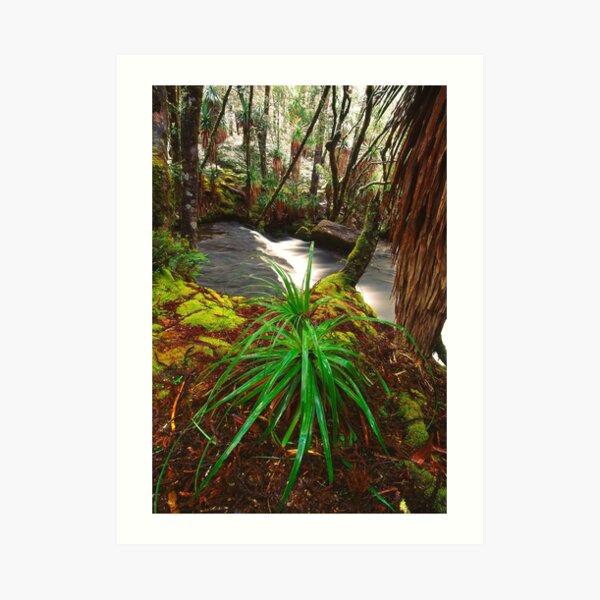 Pine Valley in winter, Tasmania Art Print