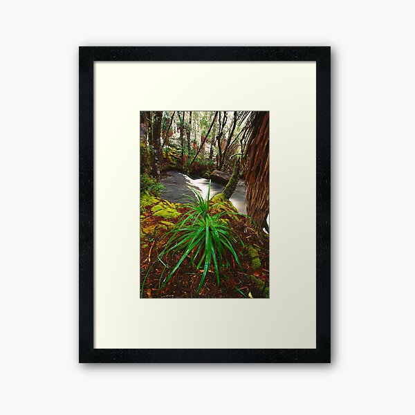 Pine Valley in winter, Tasmania Framed Art Print