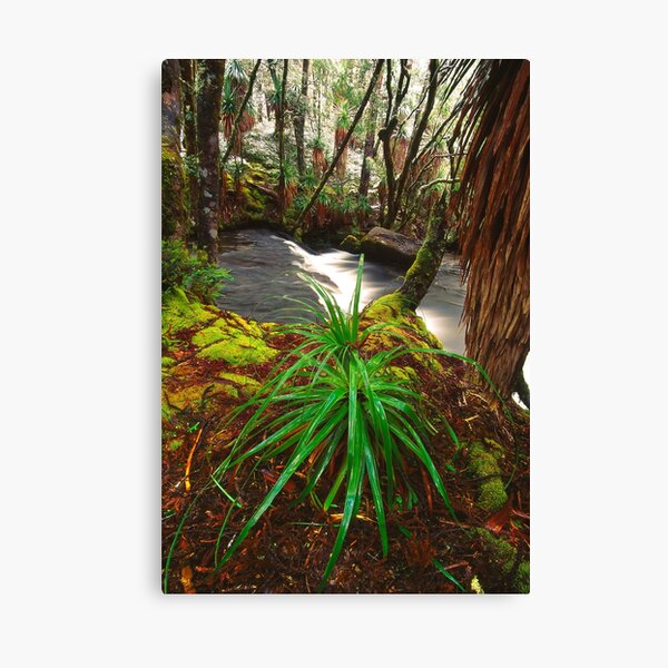Pine Valley in winter, Tasmania Canvas Print