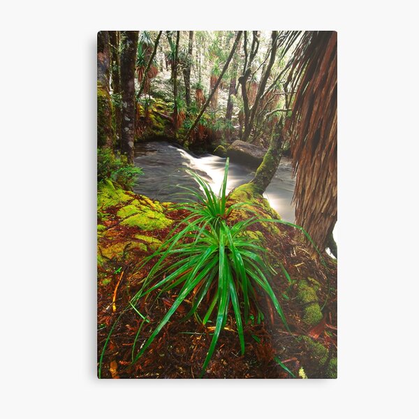 Pine Valley in winter, Tasmania Metal Print