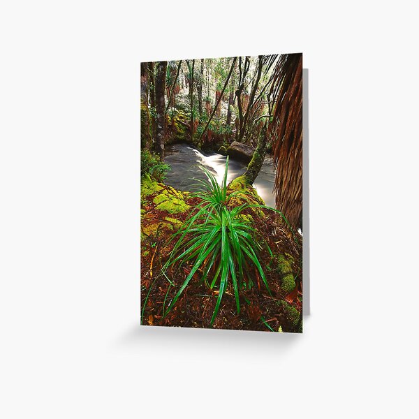 Pine Valley in winter, Tasmania Greeting Card