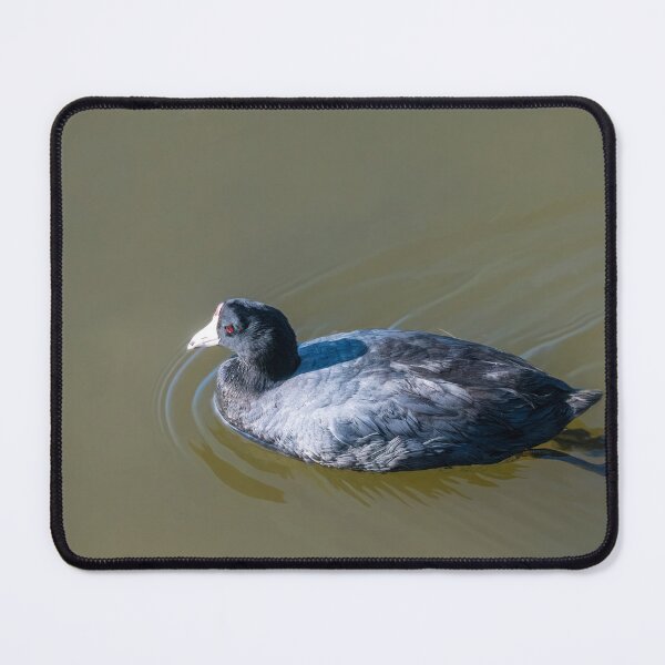 Item preview, Swimming American Coot designed and sold by Debra Martz.