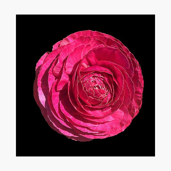 Item preview, Pink Ranunculus designed and sold by ascherf.