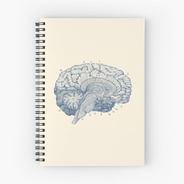 Item preview, Human Brain Anatomy Diagram  designed and sold by VAposters.