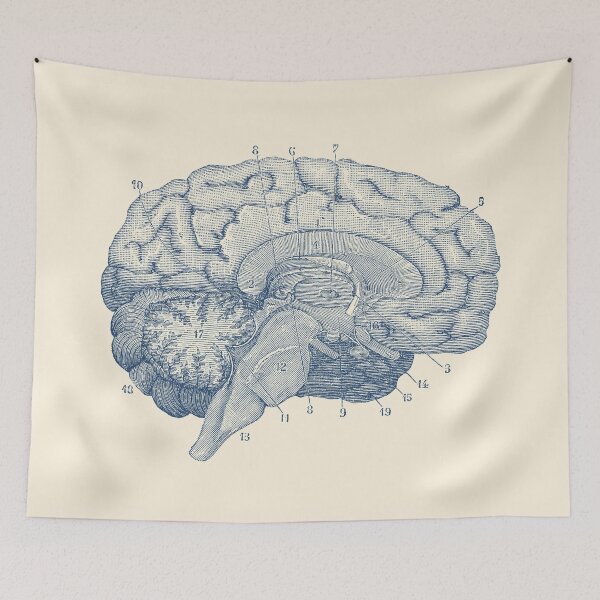 Item preview, Human Brain Anatomy Diagram  designed and sold by VAposters.