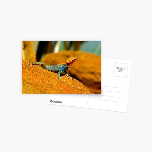 Agama Postcard