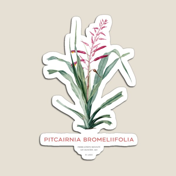 Item preview, Pitcairnia bromeliifolia plant designed and sold by Vintagrafica.