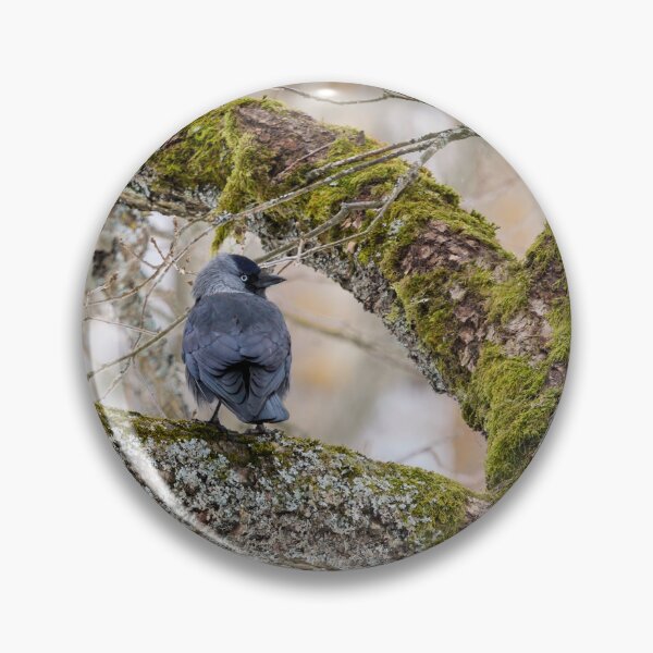 Item preview, Eurasian jackdaw and an old tree designed and sold by Jouko Lehto Photography.