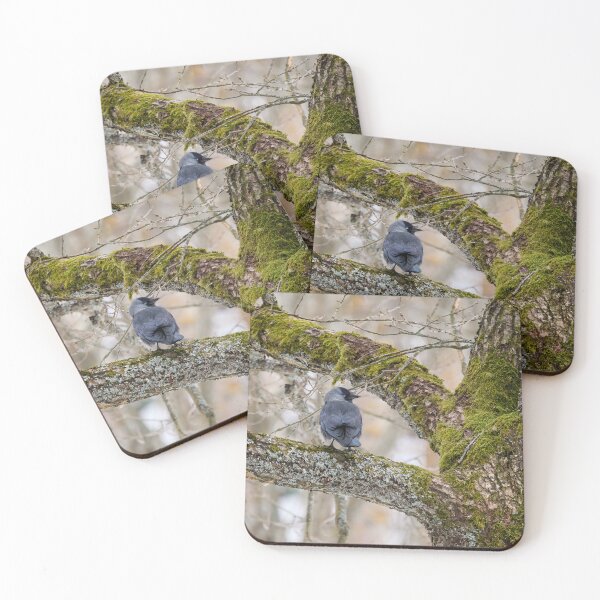 Item preview, Eurasian jackdaw and an old tree designed and sold by Jouko Lehto Photography.