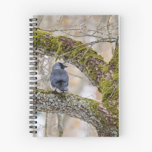 Item preview, Eurasian jackdaw and an old tree designed and sold by Jouko Lehto Photography.