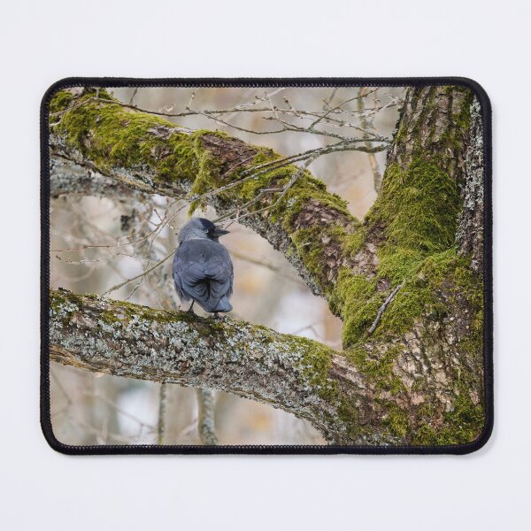 Item preview, Eurasian jackdaw and an old tree designed and sold by Jouko Lehto Photography.