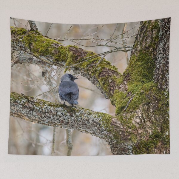 Item preview, Eurasian jackdaw and an old tree designed and sold by Jouko Lehto Photography.