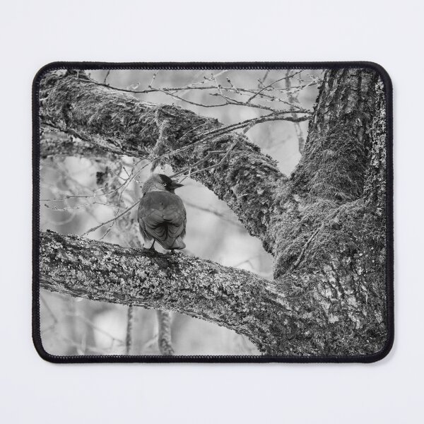 Item preview, Eurasian jackdaw and an old tree bw designed and sold by Jouko Lehto Photography.