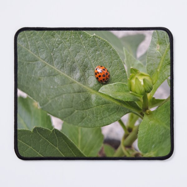 Item preview, Ladybug designed and sold by Purpurascens.