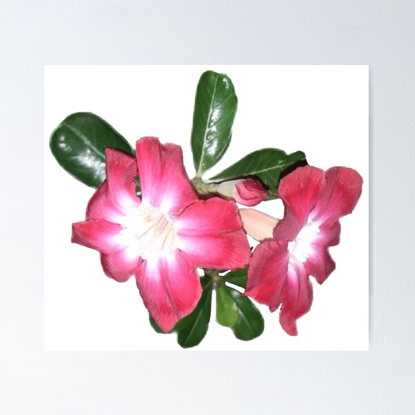 Item preview, Desert Rose designed and sold by sanyamangme.