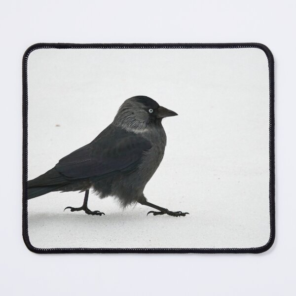 Item preview, On the daywalk. Eurasian jackdaw designed and sold by Jouko Lehto Photography.