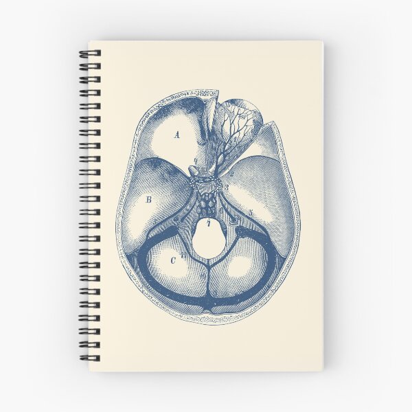 Item preview, Human Brain Anatomy - Aerial View  - Vintage Anatomy designed and sold by VAposters.