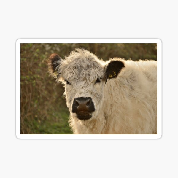Item preview, Galloway cow designed and sold by Vanja Rosenthal.