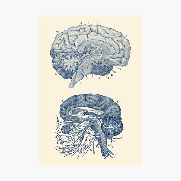 Human Brain - Central Nervous System Photographic Print