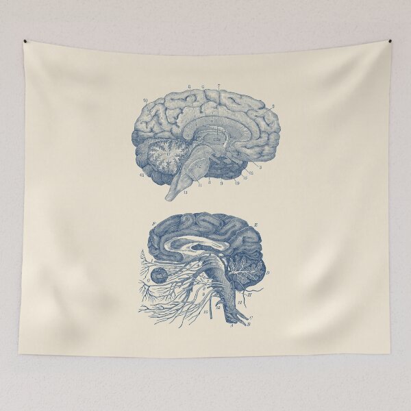 Item preview, Human Brain - Central Nervous System designed and sold by VAposters.