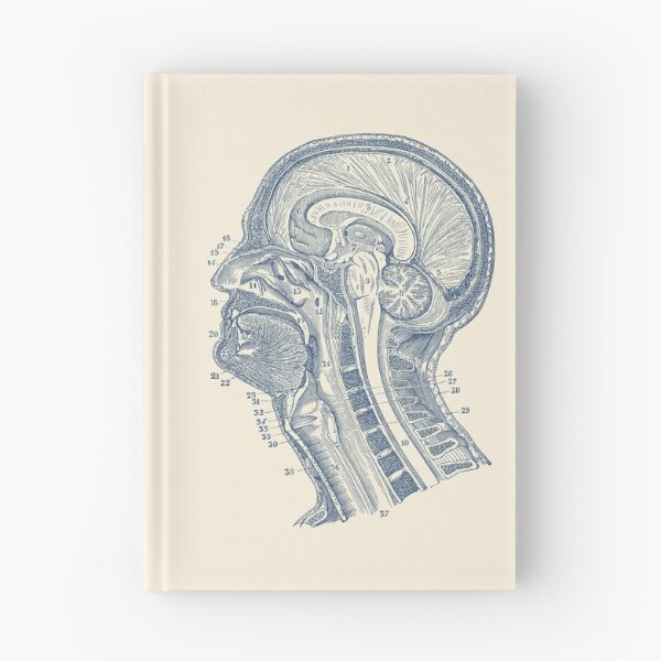Item preview, Human Brain Structures - Vintage Anatomy  designed and sold by VAposters.