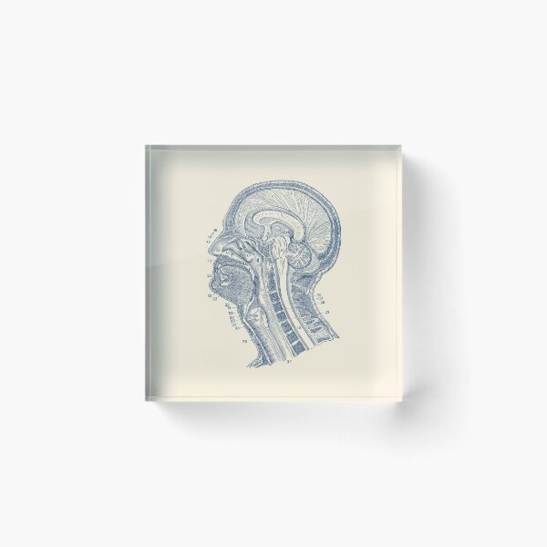Item preview, Human Brain Structures - Vintage Anatomy  designed and sold by VAposters.