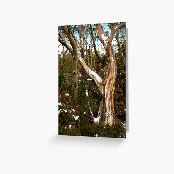 Item preview, Waterfall Valley Hut, Overland Track, Tasmania designed and sold by Roger Barnes.