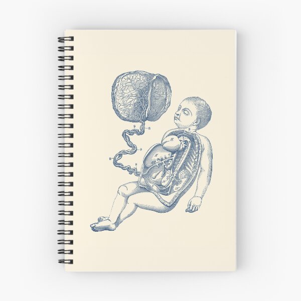 Item preview, Baby and Placenta - Gut Diagram designed and sold by VAposters.