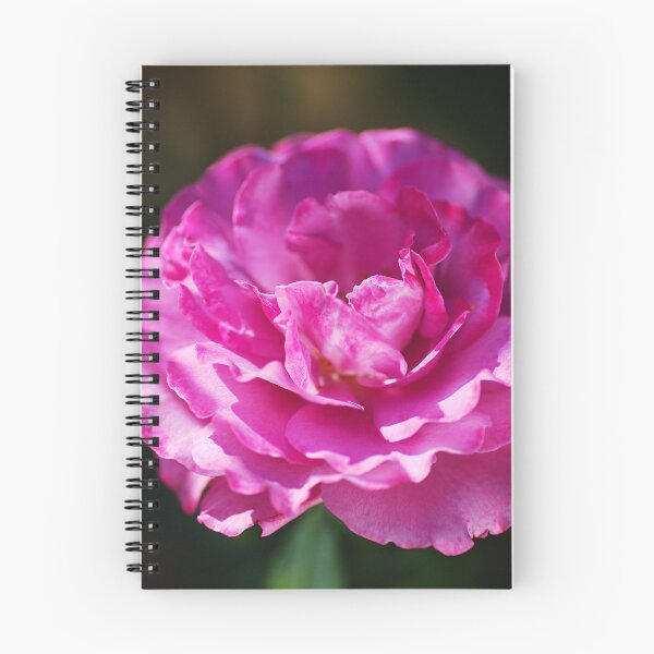 Item preview, Bright Pink Rose On Black designed and sold by Joy Watson - Natural Light Photography .