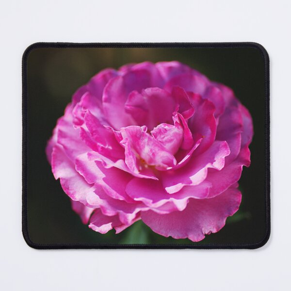 Item preview, Bright Pink Rose On Black designed and sold by Joy Watson - Natural Light Photography .