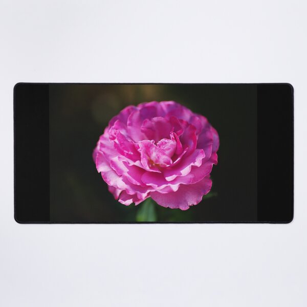 Item preview, Bright Pink Rose On Black designed and sold by Joy Watson - Natural Light Photography .