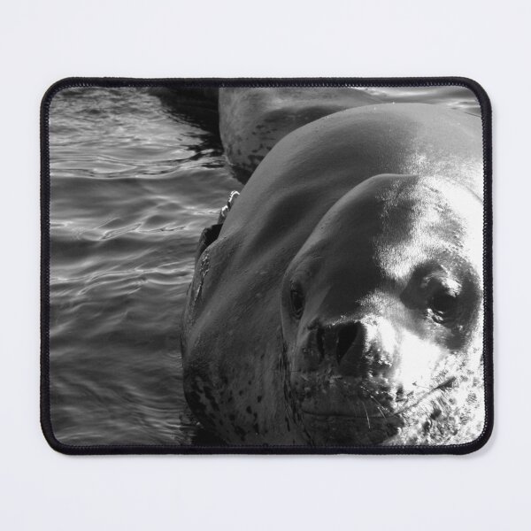 Item preview, Leopard Seal designed and sold by DanRoss.