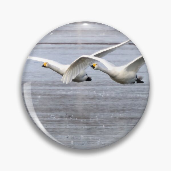 Item preview, Over the thin ice. Whooper swan designed and sold by Jouko Lehto Photography.