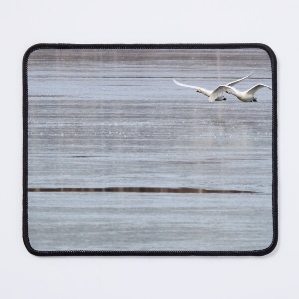 Item preview, Over the thin ice. Whooper swan designed and sold by Jouko Lehto Photography.