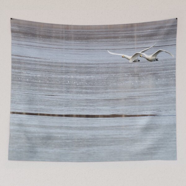 Item preview, Over the thin ice. Whooper swan designed and sold by Jouko Lehto Photography.