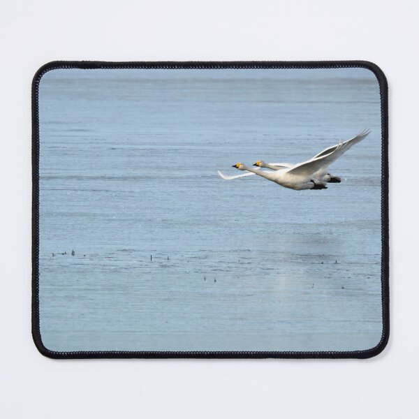 Item preview, On the blue. Whooper swan designed and sold by Jouko Lehto Photography.