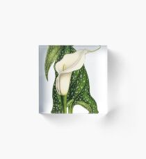 Calla-Lilie Acrylblock