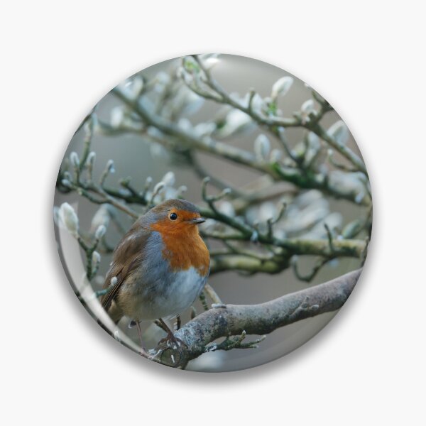 Item preview, Robin perching in a magnolia tree in Winter designed and sold by AndrewJonesFoto.