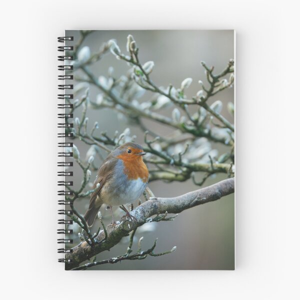 Item preview, Robin perching in a magnolia tree in Winter designed and sold by AndrewJonesFoto.