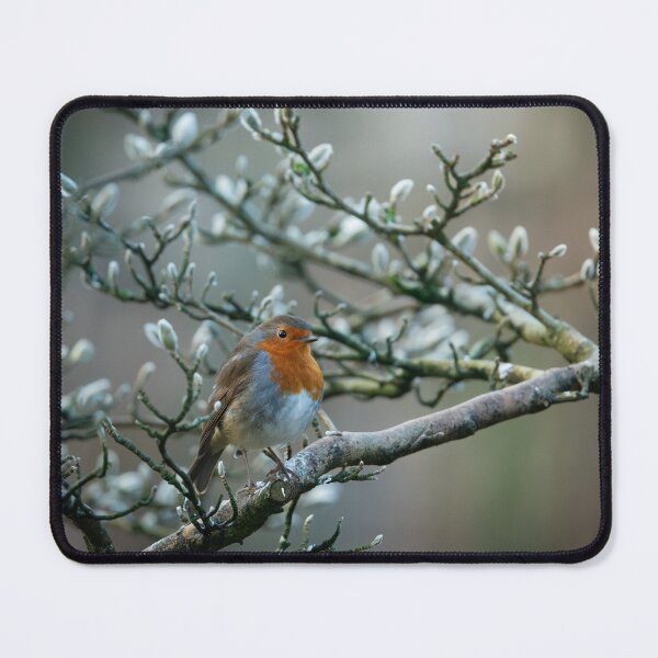 Item preview, Robin perching in a magnolia tree in Winter designed and sold by AndrewJonesFoto.